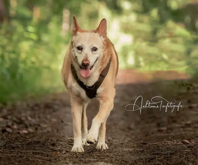 Heilpraktikerin Hund Tierheilpraxis Heilpraktikerin Hund Tierheilpraxis