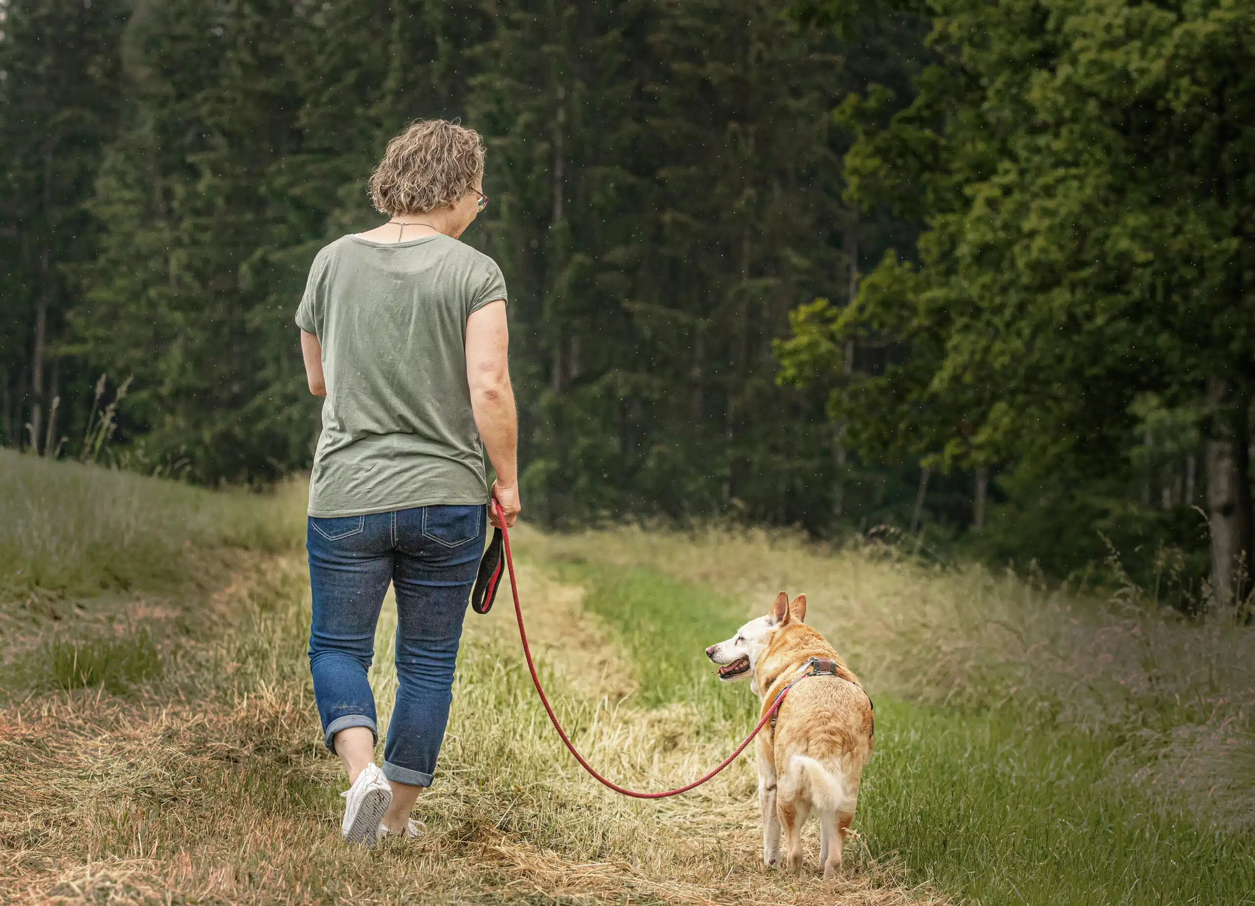 Trauma, Stress und Ängste beim Hund: Ursachen und Lösungen Trauma, Stress und Ängste beim Hund: Ursachen und Lösungen